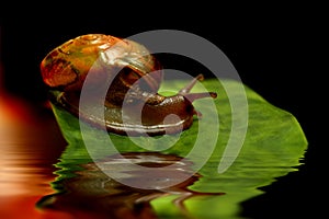 Snail on green leaf