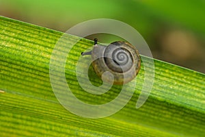 A snail on a green leaf