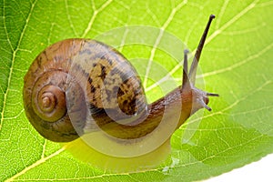 Snail on a green leaf