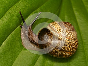 Snail on a green leaf