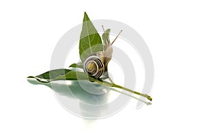 Snail on a green leaf