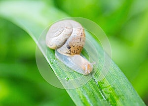 Snail on a green leaf