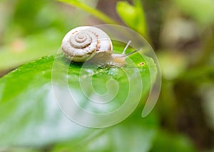 Snail on a green leaf