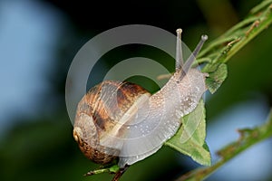 Snail on green leaf