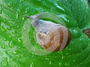 Snail on the green leaf back ground