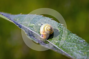 Snail on a green leaf close-up summer floral background