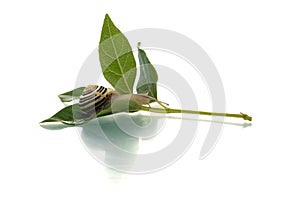 Snail on a green leaf going forward