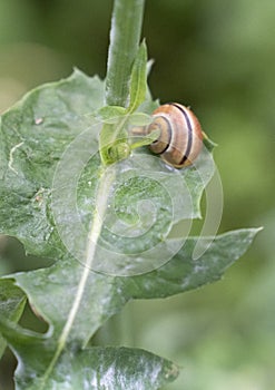 snail on a green leaf