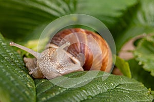 Snail on a green leaf. A mollusk with a house on his back walking through the plants