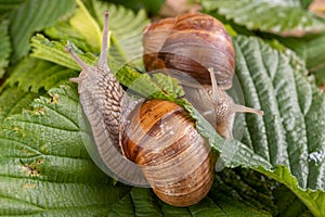 Snail on a green leaf. A mollusk with a house on his back walking through the plants