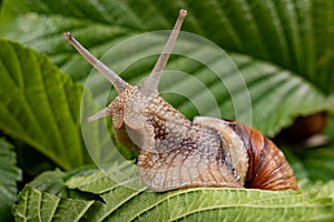 Snail on a green leaf. A mollusk with a house on his back walking through the plants