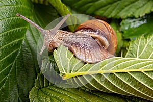 Snail on a green leaf. A mollusk with a house on his back walking through the plants