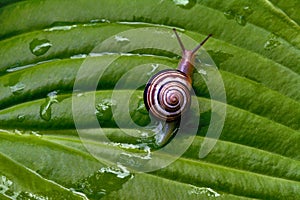 Snail on a green leaf in nature after rain.Little Snail