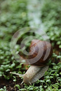 Snail on a green leaf . Snail mucus. Snail mucin. snail on microgreen clover on blurred garden background.Snail bio