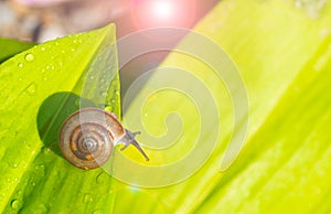 Snail on green leaf