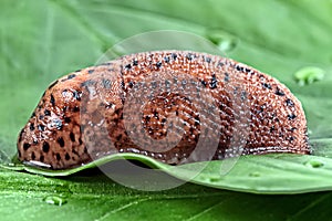 Snail on a green leaf