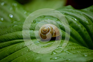 Snail on a green leave