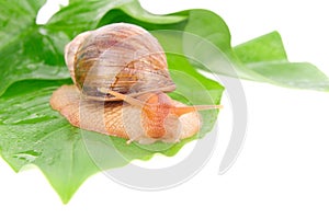 Snail on the green leaves isolated over white background