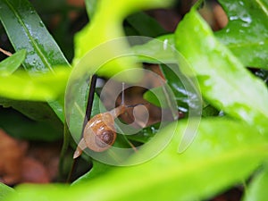 Snail on green leaves, wildlife in nature