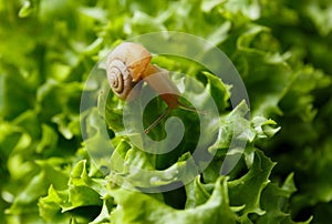 Snail on green lettuce leaves, close-up, illustration of a healthy diet, the benefits of plant food