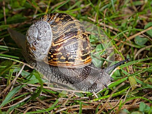 Snail in a green meadow, Normandy France