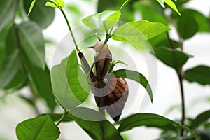 Snail on green tree slowly eating leaves