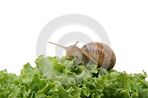 Snail on green vegetable