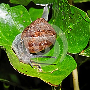 Snail on green wet leaf