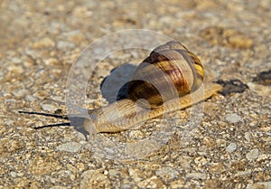 Snail on the ground