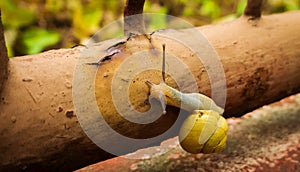 Snail on the ground, fence or a plant. Slovakia