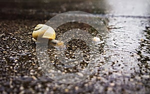 Snail on the ground, fence or a plant. Slovakia