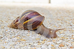 Snail on the ground floor