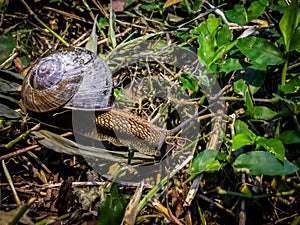 Snail on ground
