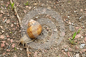 Snail on the ground