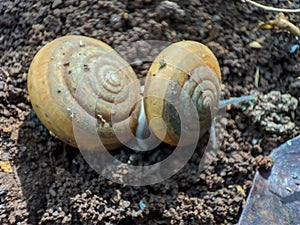 Snail on the ground