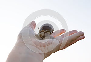 Snail on the hand