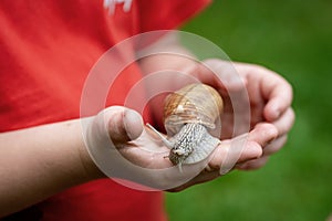 A snail in a hand of a child