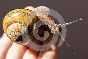 Snail on the img