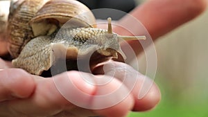 Snail on a hand close-up. Snails in the garden. Slugs and snails. Pests and insects in the garden