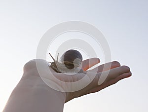 Snail on a hand