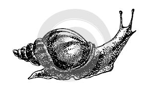 Snail hand drawing engraved style