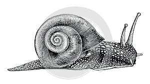 Snail hand drawing vintage style photo