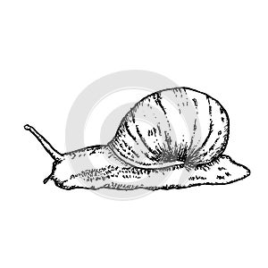 Snail hand drawn vector illustration