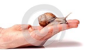 Snail in the hand isolated on white background