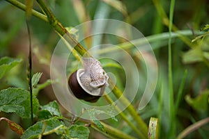 Snail hanging on a grass branch