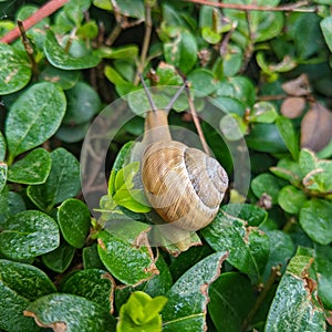 Snail hanging on the hedge - Cornu aspersum syn. Cryptomphalus aspersus  - garden snail