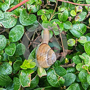 Snail hanging on the hedge - Cornu aspersum syn. Cryptomphalus aspersus  - garden snail