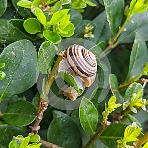 Snail hanging on the hedge - Cornu aspersum syn. Cryptomphalus aspersus  - garden snail