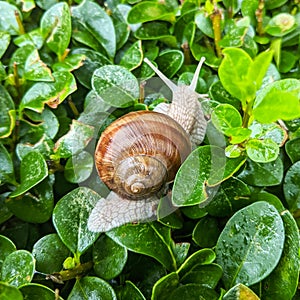 Snail hanging on the hedge - Cornu aspersum syn. Cryptomphalus aspersus  - garden snail