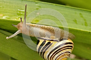 Snail hanging on a leaf close up